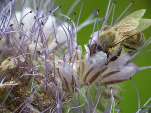 Flower Bee Blossom Bloom Insect Nature