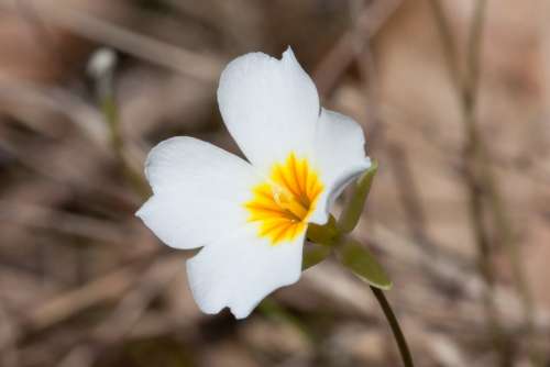 Flower Bloom Cedar Gladecress White Yellow Petals