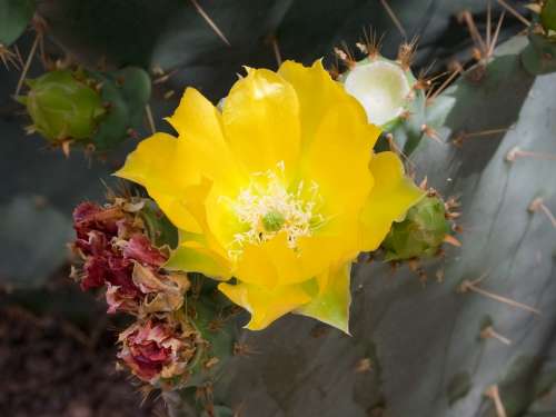 Flower Prickly Pear Cactus Yellow Bloom Blossom