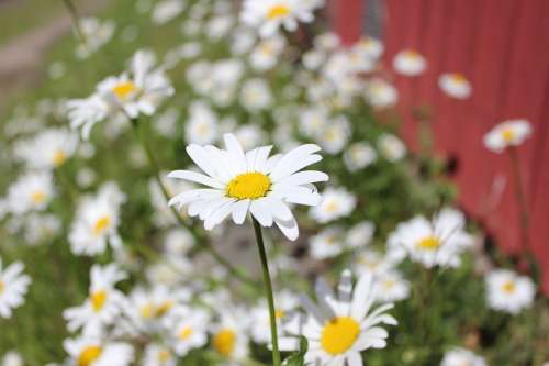 Flower Summer Finnish Yellow White Nature