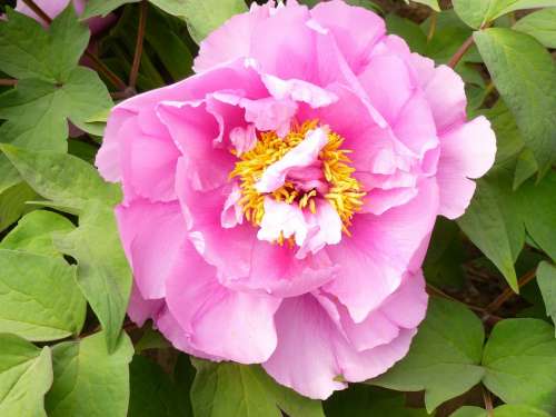 Flower Garden Peony Pink Stamens Flowers Nature