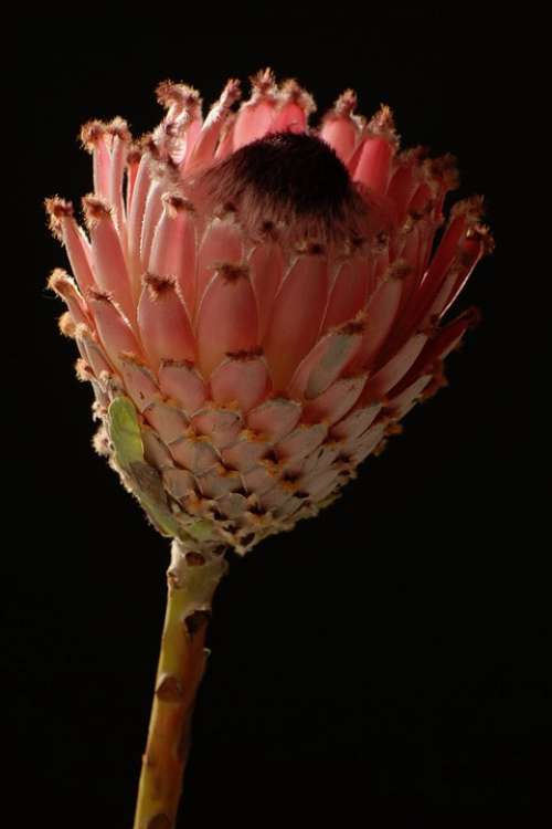 Flower African Flower Studio Background Black Pink