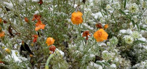 Flower Frozen Snow Winter