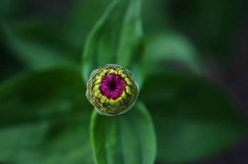 Flower Plant Green Nature Leaves Natural Macro