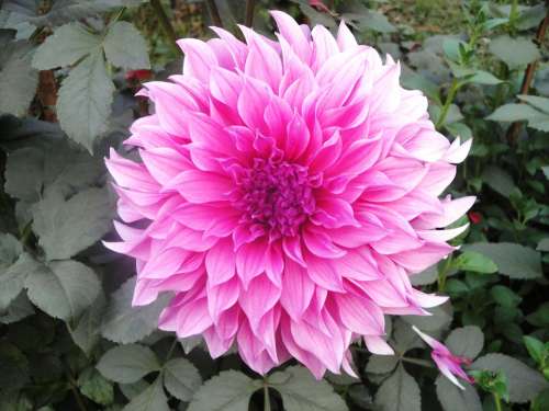 Flower Dahlia Pink Blooming Natural Nature