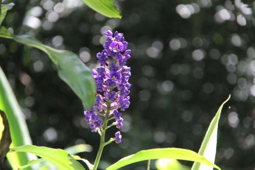 Flower Purple Flower Hawaiian Flower Hawaiian Flora