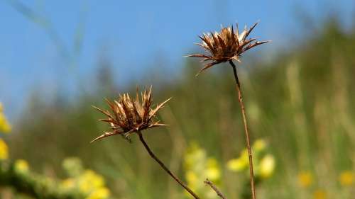 Flower Thistle Floral Day Green Blue Sky Summer