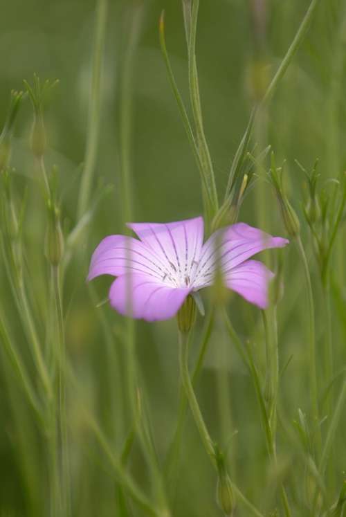 Flower Purple Flower Garden Fresh Green Karen