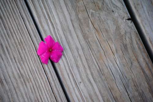 Flower Purple Impatiens Plant Nature Pink Blossom