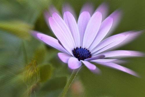 Blossom Bloom Flower Purple Effect Photoshop