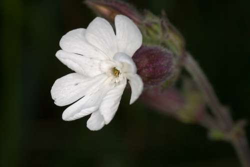 Flower White Macro Wild Plant