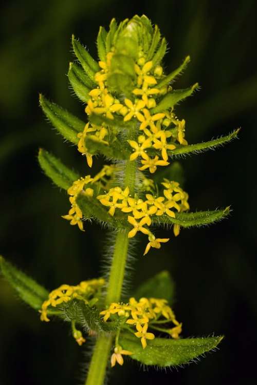 Flower Macro Yellow Filigree Plant
