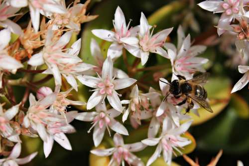 Flower Bee Honey Mediterranean Field Wild Macro