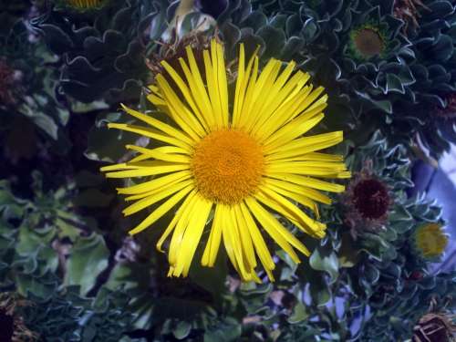 Flower Yellow Sun Nature Yellow Flower Flowering