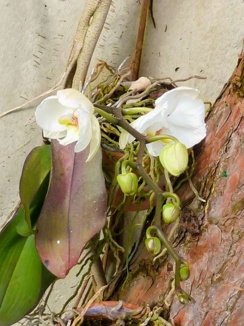 Flower Orchid Blossom Bloom Plant White Tropical