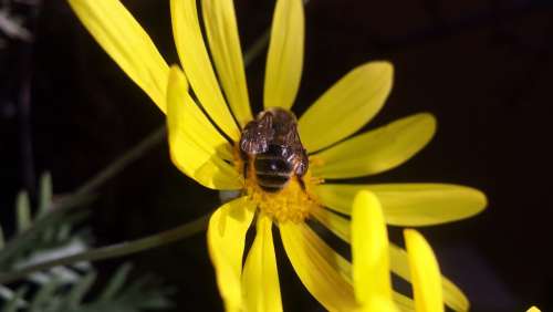 Flower Daisy Bee Obrera Honey Yellow