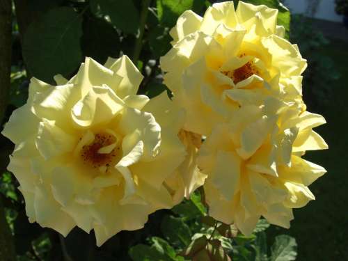 Flower Roses Yellow Romantic Nature Blossom Bloom