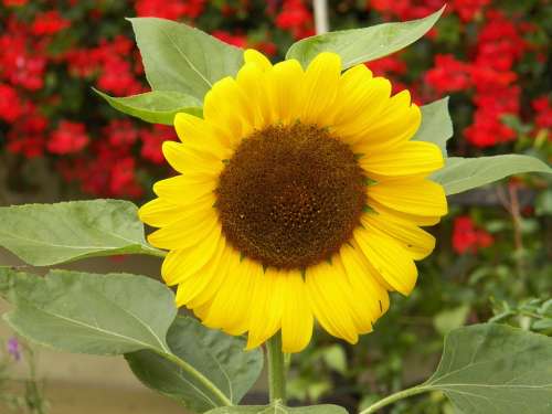 Flower Sun Nature Yellow Blossom Bloom Sunflower