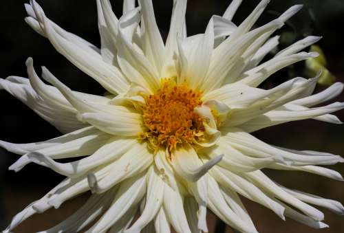 Flower Dahlia Blossom Bloom Flower Garden White