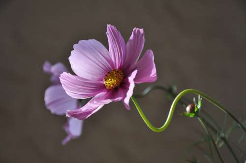 Flower Plant Flowering Summer Pink