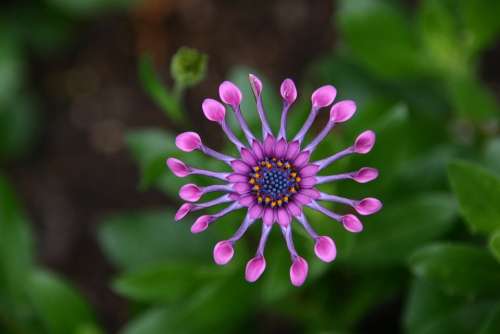 Flower Soprano Lilac Spoon Red Cactus Flower