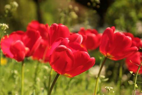 Flower Tulips Red Spring Sun