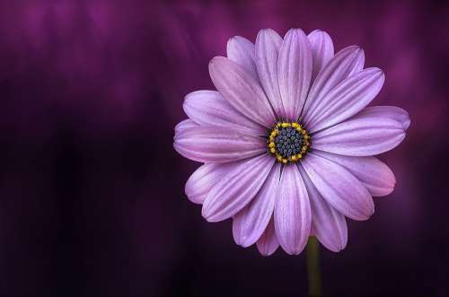Flower Purple Beautiful Beauty Bloom Blooming