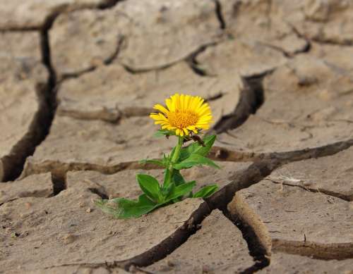Flower Life Crack Desert Drought Survival