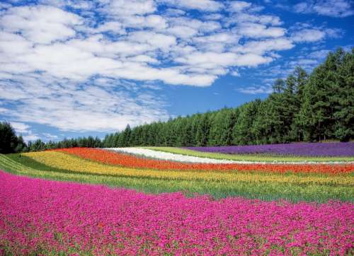 Flower Field Flowers Colors Many Blossom