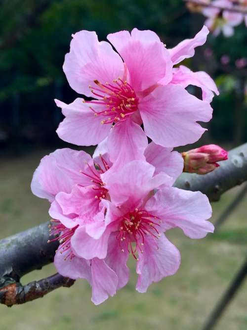 Flower Flowers Blossom Peach Flowers Pink