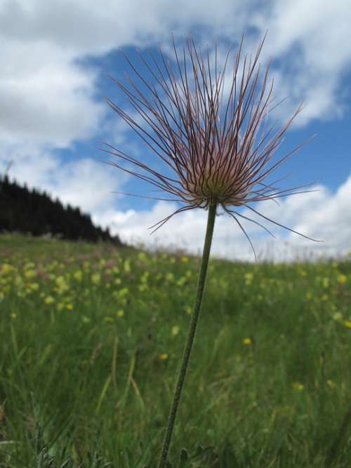 Flower Meadow Alm Switzerland Flower Mountain Walk