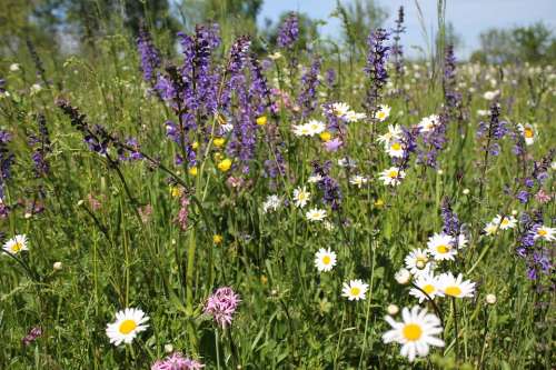 Flower Meadow Summer Nature Meadow Daisies