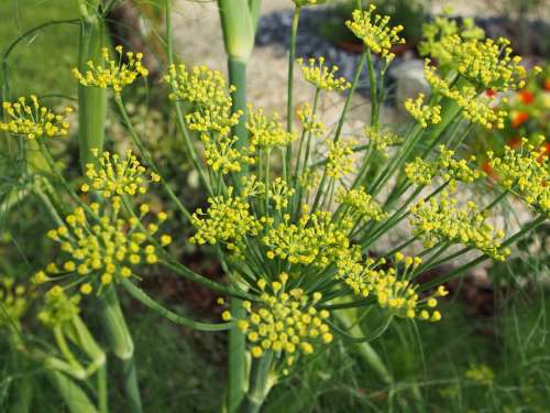 Flowering Fennel Flower Blossom Bloom Garden