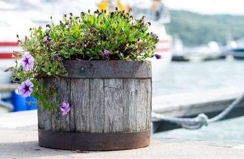 Flowerpot Flowers Wood Water Tiefenschärfe
