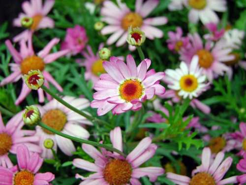 Flowers Daisy Pink Flower Meadow Nature