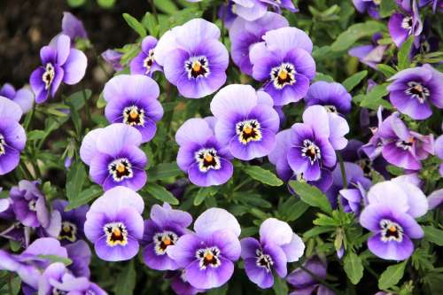 Flowers Pansy Plant Purple Violet
