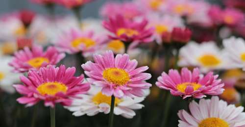 Flowers Daisies Nature Plant Floral Colorful