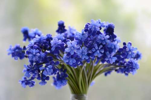 Flowers Bouquet Blue Muscari Bloom Colorful