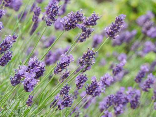 Flowers Lavender Violet Bloom Purple