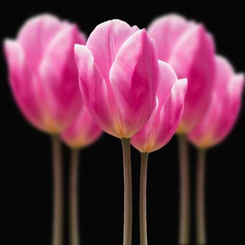 Flowers Tulips Pink Spring Plant