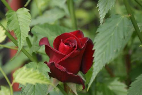 Flowers Rose Freshman Red Love
