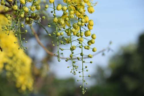 Flowers Bud Yellow Bloom Nature Plant Blossom