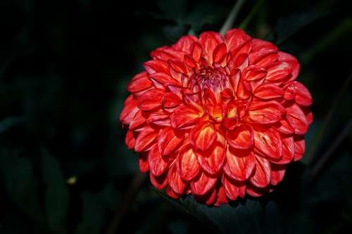 Flowers Dahlias Blossom Bloom Dahlias Bud Petals