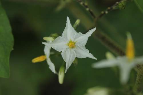 Flowers Nature Plant White Macro