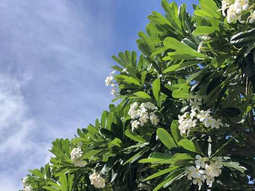 Flowers Hawaii Tropical Plumeria Sky