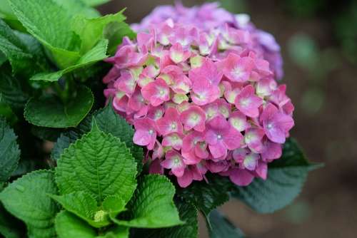 Flowers Leaf Nature Plant Bloom Blossom Botanical