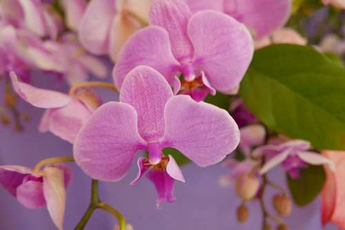 Flowers Orchid Flower Pink Pink Flower Nature