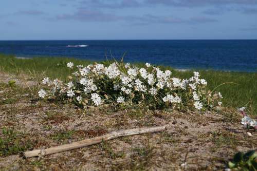 Flowers Beach Sea Sand Ocean Romantic Winter