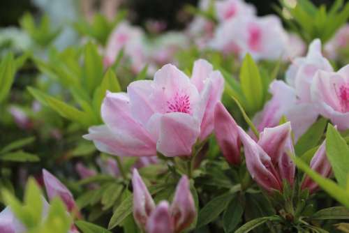 Flowers Pink Beautiful Natural