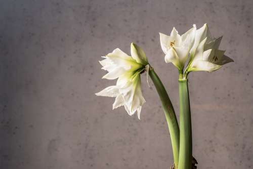 Flowers White Flower White Flower Garden Bloom